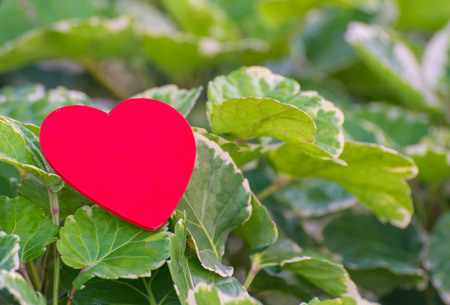Red heart on green leaf with nature backgroundの写真素材