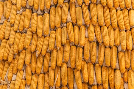 Sweet Corn Agricultural products in farmの写真素材