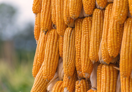 Sweet Corn Agricultural products in farm