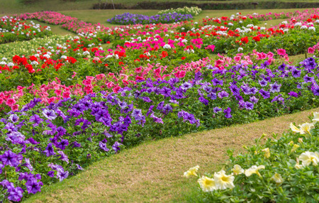Colorful of petunia flowers in garden.の写真素材