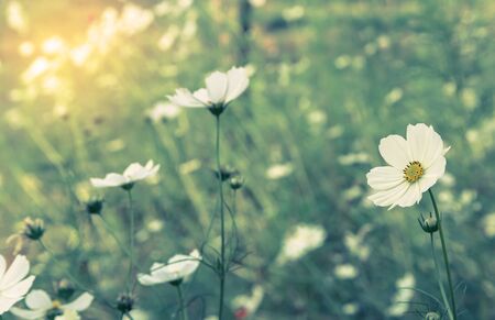 Cosmos white flower in the field.の写真素材