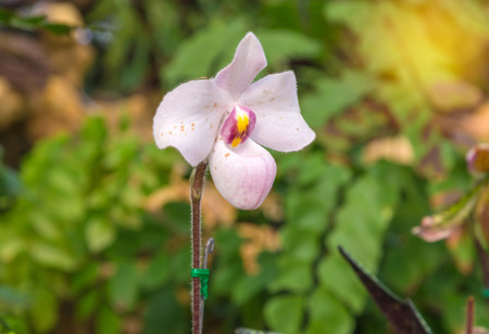 lady's slipper red orchid (Paphiopedilum Callosum)の写真素材