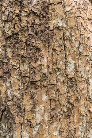 tree bark texture pattern for background.の写真素材