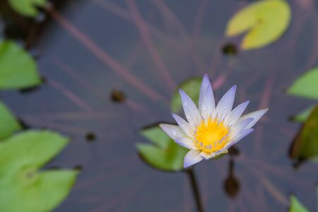 purple of Lotus blooming flower in swamp.の写真素材