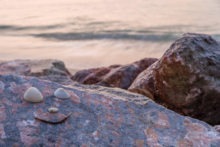 Shell face on the rock at the beach.の写真素材
