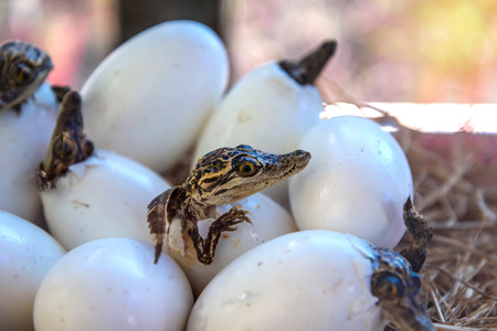 stuff of Little baby crocodiles are hatching from eggs.の写真素材