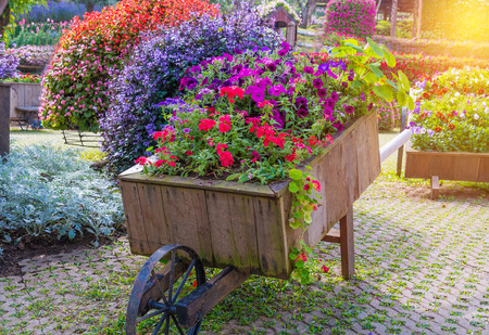 Colorful of petunia flowers on trolley wooden in garden.の写真素材