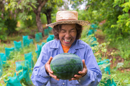 Senior farmer woman hold watermelon in farm, Focus on watermelon.の写真素材