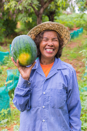 Senior farmer woman hold watermelon in farm.の写真素材