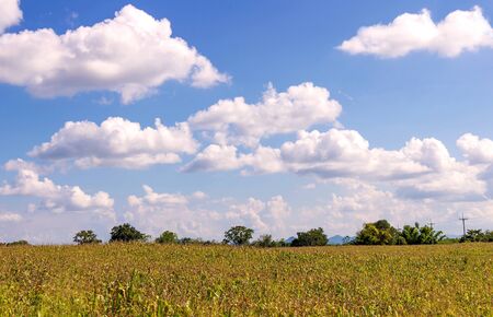 Corn field in agricultural rural landscape.