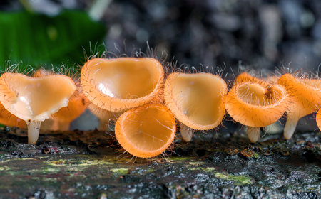 Mushroom Champagne in deep rain forest jungle.の写真素材