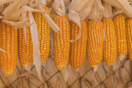 Sweet Corn of Agricultural products in farm.