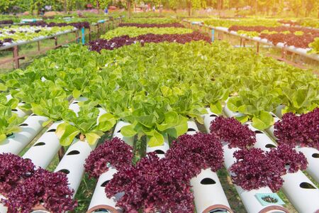 Organic hydroponic vegetable in the cultivation farm.の写真素材