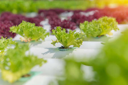 Organic hydroponic vegetable in the cultivation farm.の写真素材