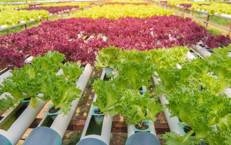 Organic hydroponic vegetable in the cultivation farm.の写真素材