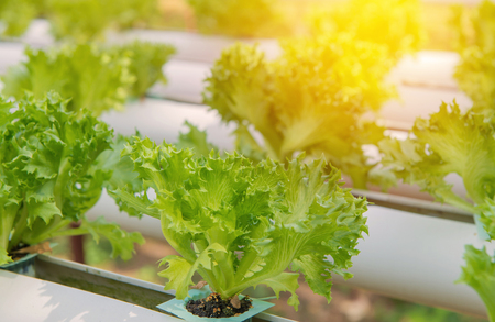 Organic hydroponic vegetable in the cultivation farm.の写真素材