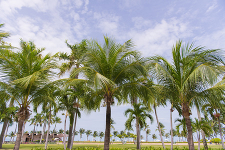 Coconut palm trees in tropical beach Thailandの写真素材