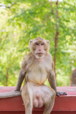 Portrait of crab-eating macaque in national park, Thai monkey. Portrait of crab-eating macaque in national park, Thai monkey.