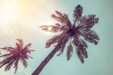 Coconut palm trees in tropical beach Thailand.の写真素材