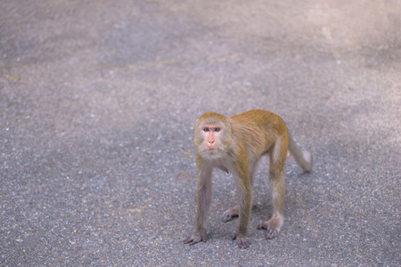 Portrait of crab-eating macaque in national park, Thai monkey.