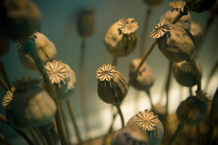 Opium poppy head, Plants for medicine or drugs.の写真素材