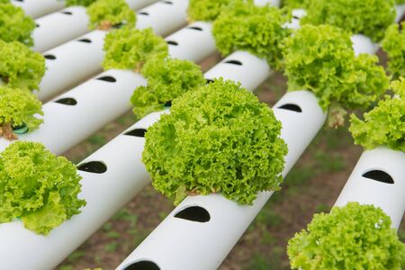 Organic hydroponic vegetable in the cultivation farm.の写真素材