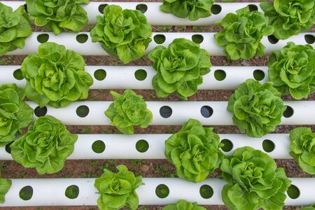 Organic hydroponic vegetable in the cultivation farm.の写真素材