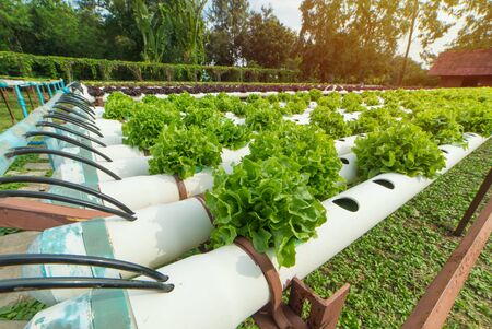 Organic hydroponic vegetable in the cultivation farm.の写真素材