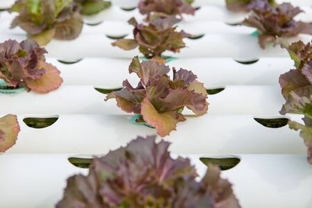 Organic hydroponic vegetable in the cultivation farm.