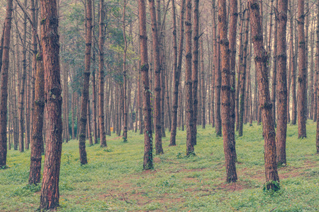 trunks of tall old trees in a pine forest.の写真素材
