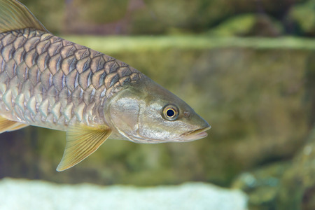 Big European Chub (Squalius cephalus), single fish in water.の写真素材