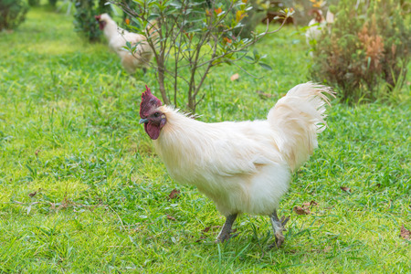 White hen on green grass in the garden.の写真素材