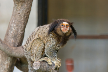 Geoffroy's Marmoset Monkey sitting on tree in zoo.