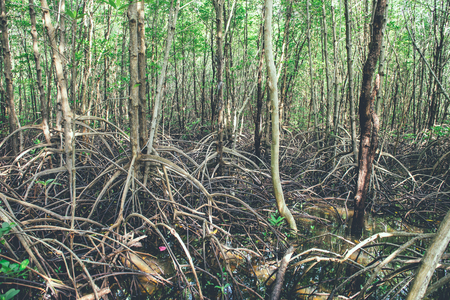 Mangrove trees and roots nature at Kung Krabaen Bay Thailand.