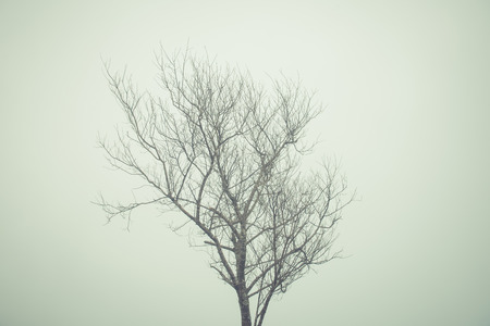 Dried trees in the winter at Mysterious forest with a view of fog.