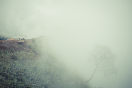 Dried trees in the winter at Mysterious forest with a view of fog.の写真素材