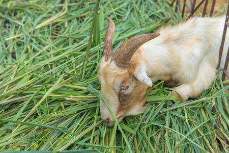 Goat is eating grass in the farm.の写真素材