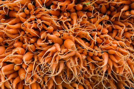 Fresh and sweet carrot in the vegetable market.の写真素材