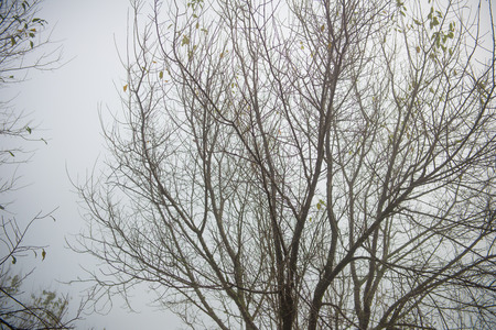 Dried trees in the winter at Mysterious forest with a view of fog.