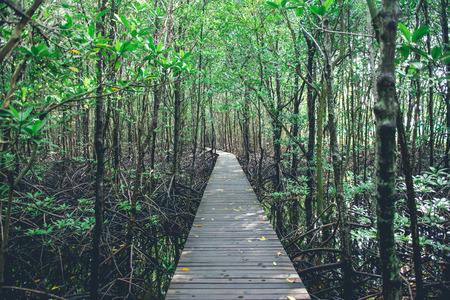 Mangrove trees and roots nature at Kung Krabaen Bay Thailand.の写真素材