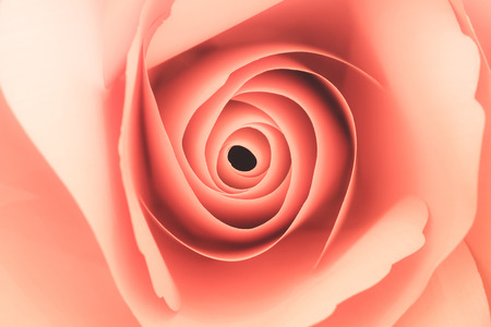 beautiful of sweet color pink roses in soft style for romance background or valentine day.の写真素材