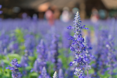 colorful of lavender flowers in beautiful garden.の写真素材