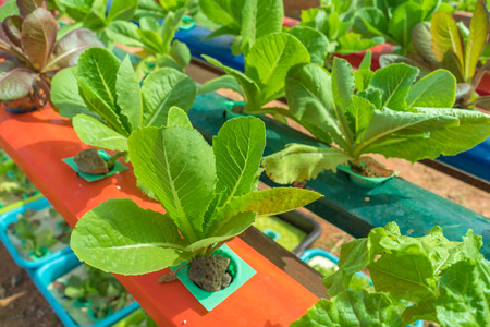 Organic hydroponic vegetable in the cultivation farm.