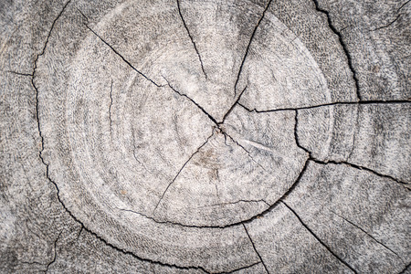 tree stumps and felled forest deforestation abstract for background.