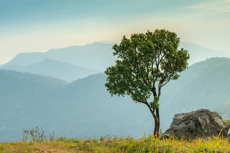 alone tree with Landscape of Phucheefah mountain forest park in chiang rai province Thailand.の写真素材
