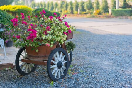 Colorful bougainvillea flowers on trolley or cart wooden in garden.