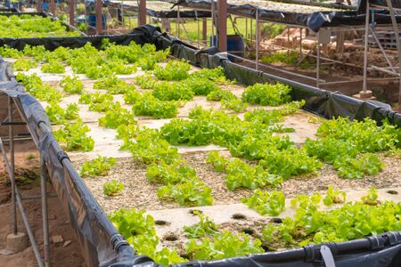 Organic hydroponic vegetable in the cultivation farm.の写真素材