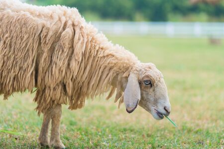close up long wool sheep eating in a pasture of green grass in farm.の写真素材