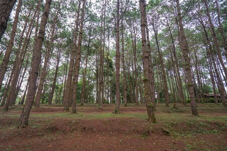 trunks of tall old trees in a pine forest.