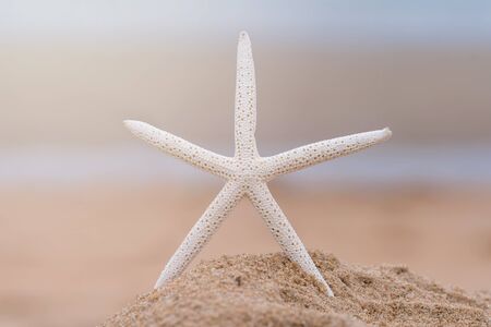 Starfish on sandy beach in summer with sea background.の写真素材